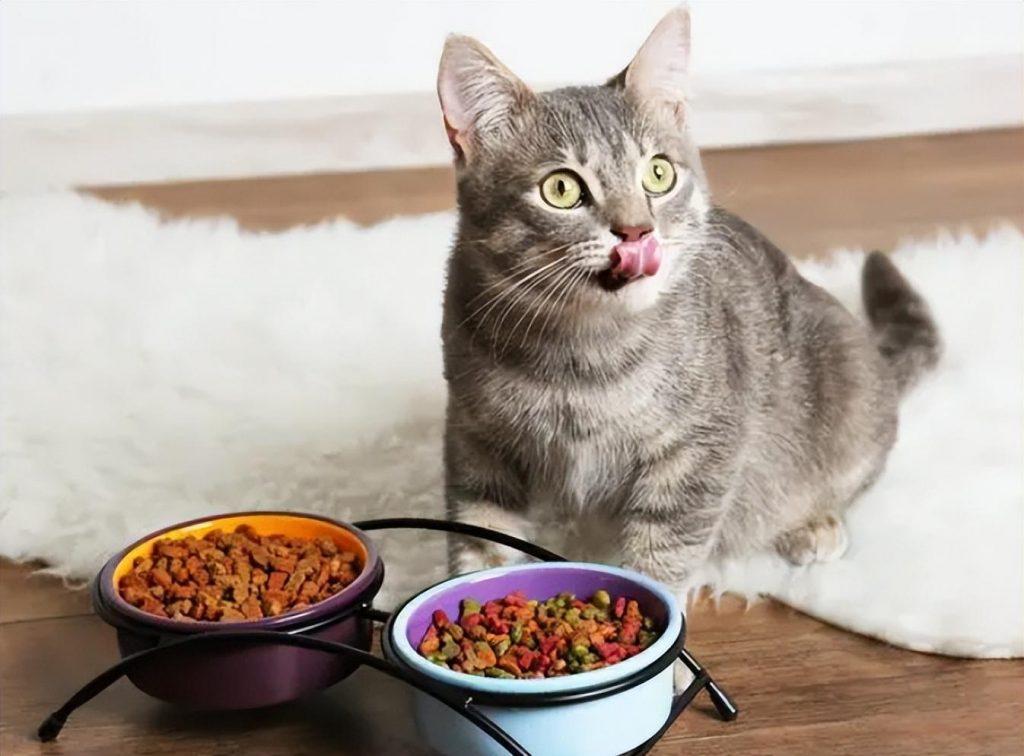 猫一天吃多少猫粮？猫咪一天喂几次比较好？