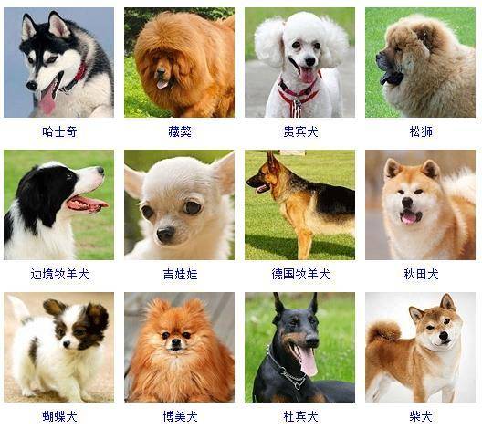 介绍178个品种的宠物狗及图片，看看有没有你喜欢的狗狗