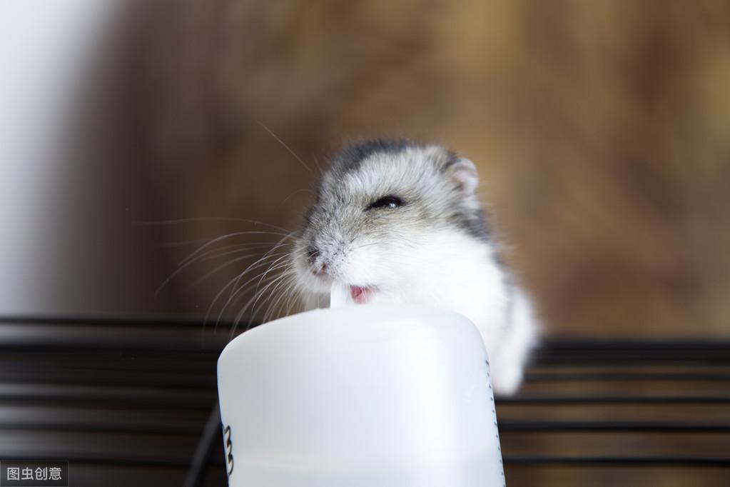 仓鼠一天需要喝多少水？如何保证仓鼠的喝水量？