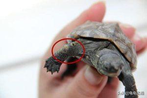怎么辨别乌龟是蜕皮还是腐皮？乌龟腐皮的治疗方法