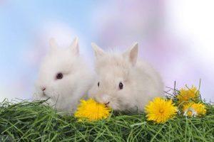 垂耳兔吃多少兔粮？怎么给垂耳兔选择兔粮？