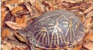 佛罗里达箱龟的介绍——卡罗莱纳箱龟中体型最小之亚种