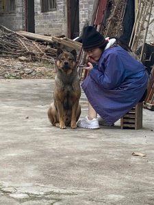 中华田园犬是中国本土的“土狗”