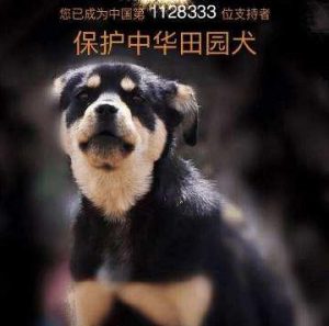 中华田园犬特征详解（中华田园犬的共性有什么）