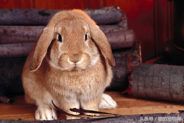 家养宠物兔到底怕冷还是怕热？宠物兔的环境要求是什么？