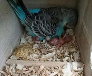 鹦鹉什么时候下蛋？怎样提高蛋的受精率和孵化率？