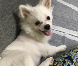 新手宠主应该要怎么养博美犬？