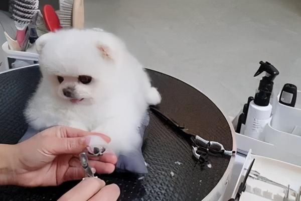 博美犬的起源是哪里？怎么梳理博美犬的毛发？