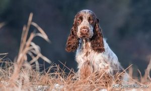 英国可卡犬Lupo，身着华服的枪猎犬