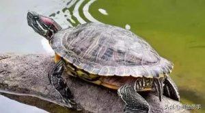 巴西红耳龟进入中国的历程——巴西红耳龟的繁殖能力强吗？