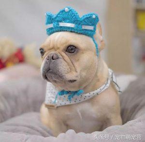 斗牛犬狂吃不胖？法国斗牛犬或英国斗牛犬太瘦怎么办？