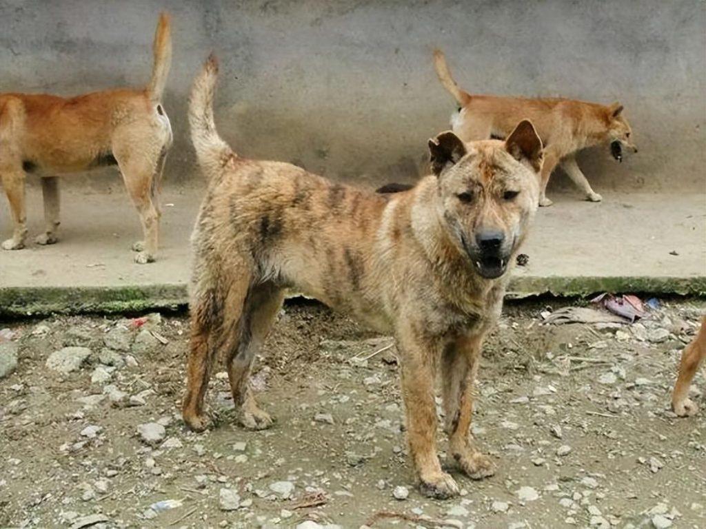 虎斑犬狩猎能力再强，少人养的原因也躲不过这6点