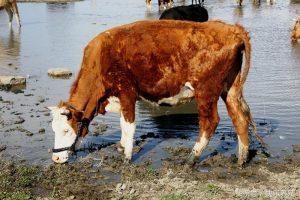 牛焦虫病的症状以及防治方案