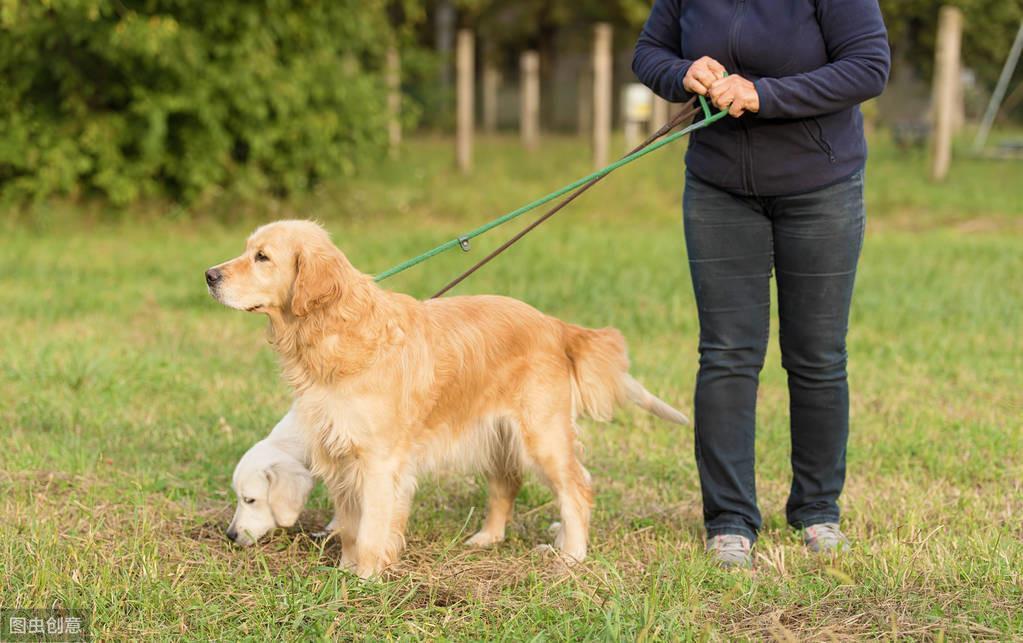 夏天饲养金毛犬的6大攻略，新手宠主速看！