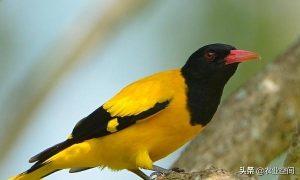 黄鹂鸟日常管理是怎样的？黄鹂鸟吃什么食物？