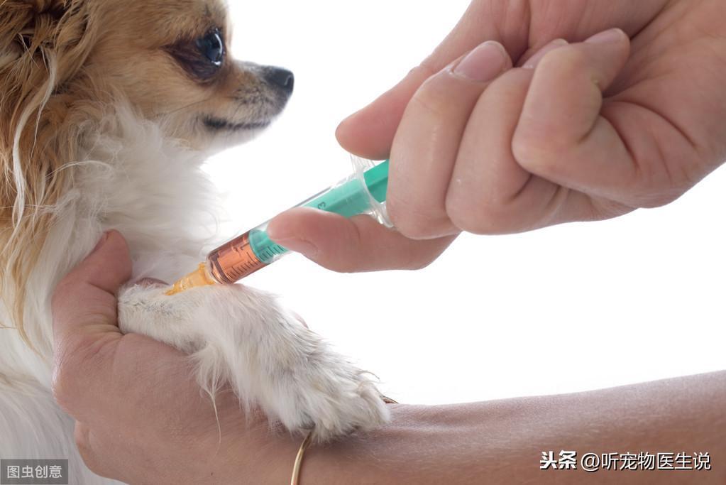狗狗打疫苗前、后宠物医院推荐的犬抗体检测，到底该不该做？（狗打完疫苗测抗体多少钱）