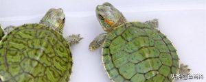 小巴西龟的正确饲养方法是什么？小巴西龟吃什么东西？