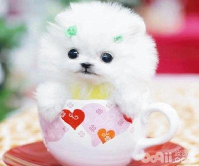 盘点世上体型最小的10种茶杯犬