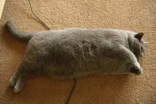 猫咪也有标准体重，这份体重年龄对照表，让你猫咪超重早知道