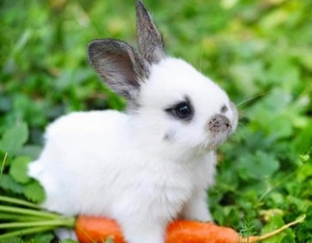 养大一只兔子需要多少钱的饲料？把兔子养大要花多少钱的饲料？