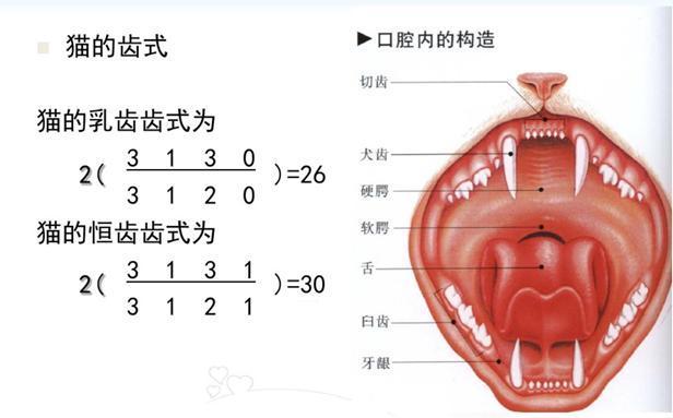 2个月的小奶猫吃什么比较好？2个月的小奶猫应该吃什么？