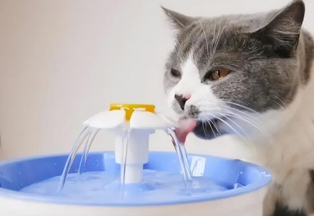 猫闭尿治疗费用多少？有什么措施能帮助猫咪排尿？