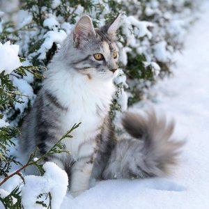 什么猫咪比较扛冷？什么品种的猫咪没那么怕冷？