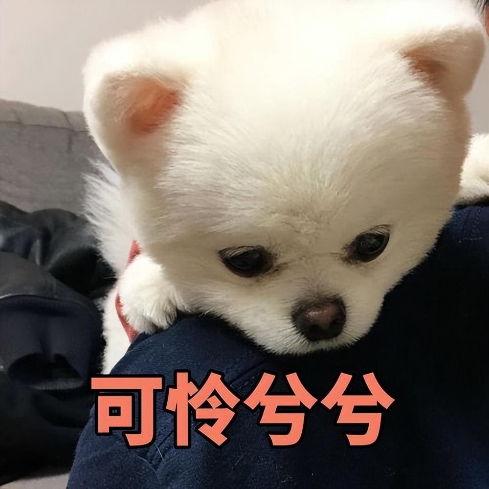 有什么会影响博美犬的价格？有的价格为什么差别会这么大？