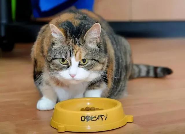 猫咪猫粮每天喂多少？根据猫咪的体重去判断