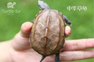 怎样养好一只草龟？乌龟的生活习性是怎么样的？