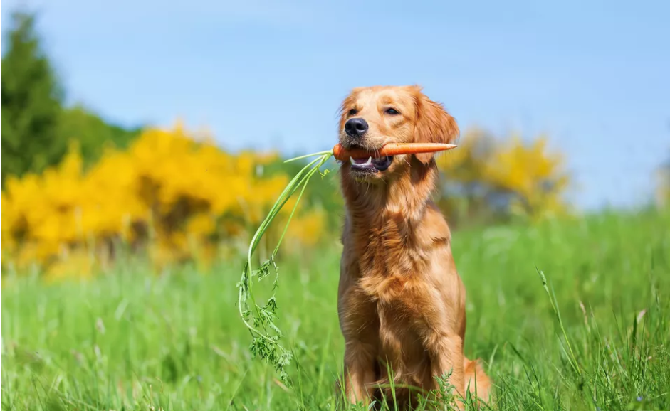 长期给狗喂胡萝卜可以吗？过量食用可能让狗中毒，狗长期吃胡萝卜好吗