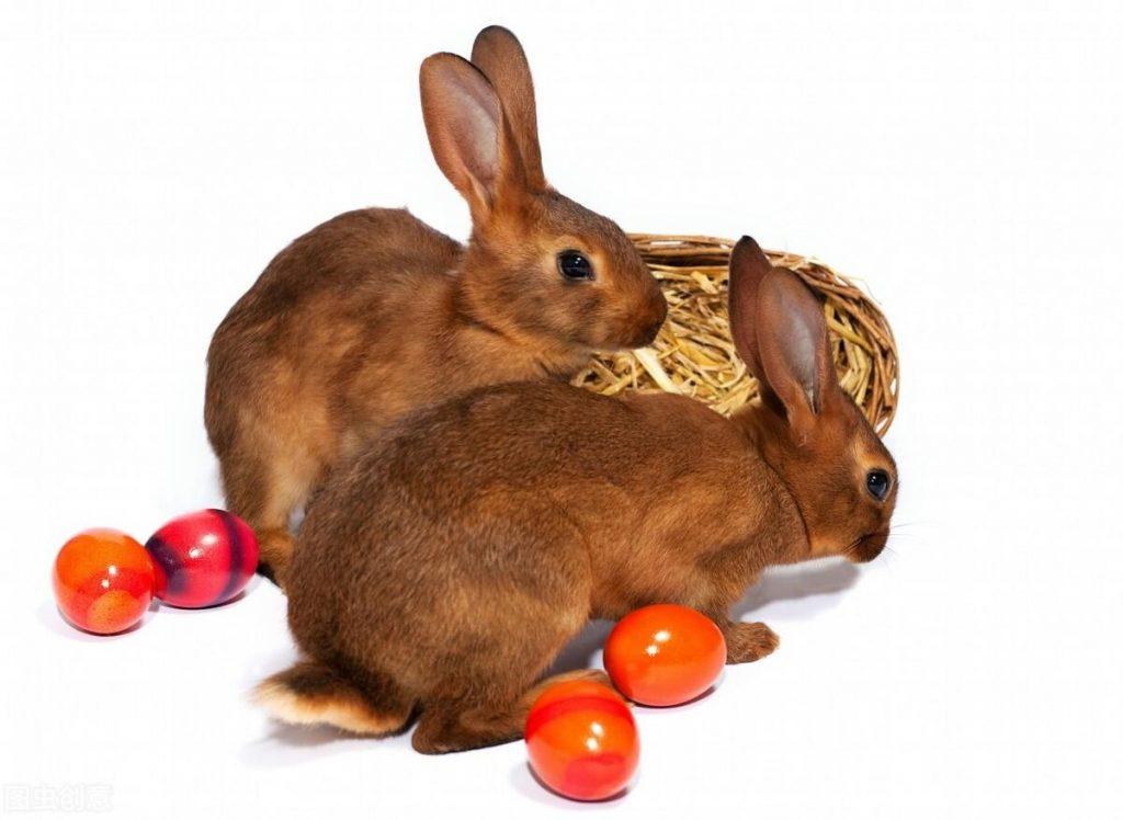 兔子每天喂多少食物