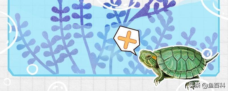 巴西龟是深水龟吗？用多深的水养合适？