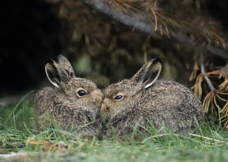 如何提高仔兔成活率？提高仔兔成活率的十二个措施