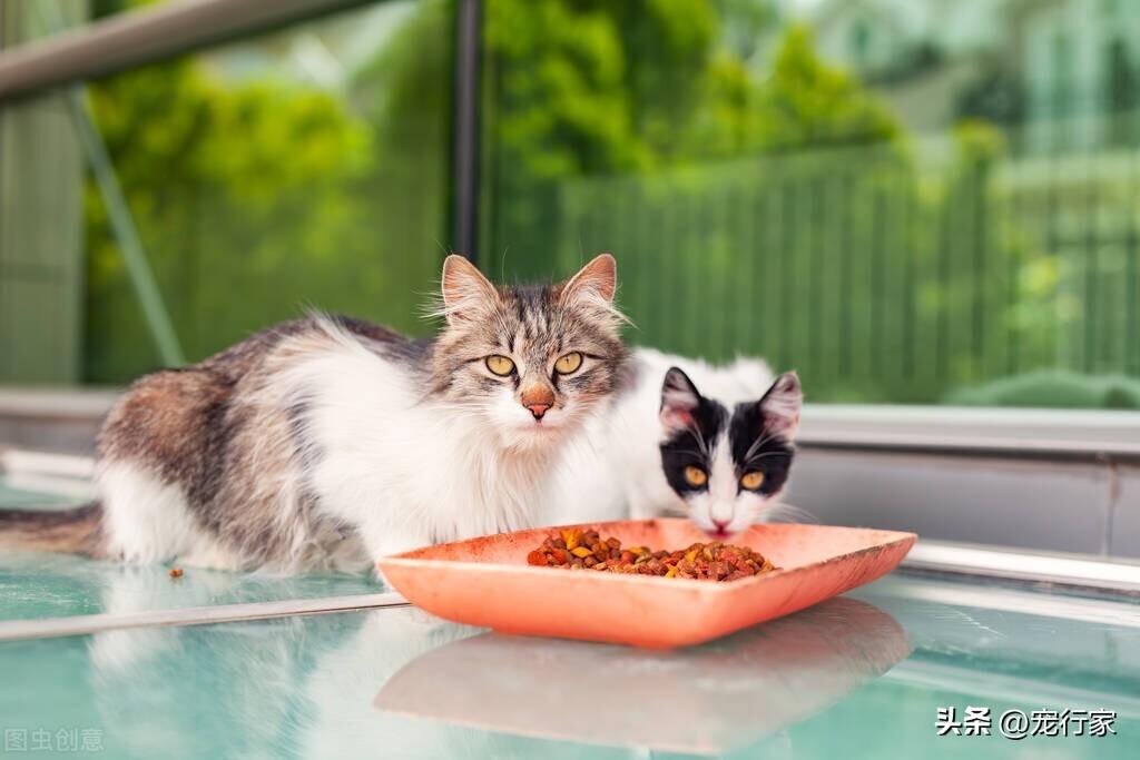 猫咪应该一日几餐？你有考虑过喂食的频率吗？
