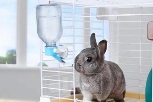 兔球虫病是怎么引起的？该怎么预防？