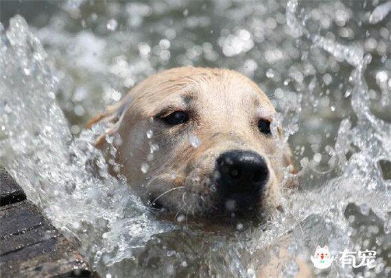 注意注意！高温预警，狗狗如何过夏天？狗狗中暑了怎么办？