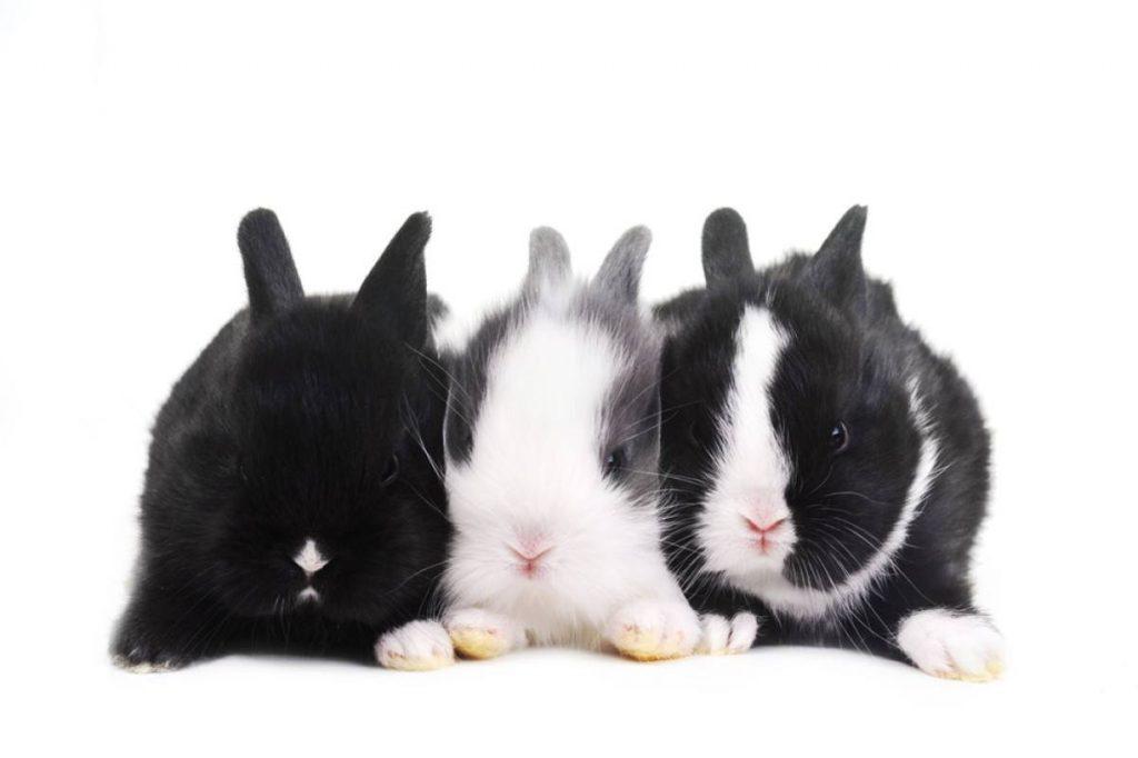关于兔子绝育：为什么兔子需要绝育？
