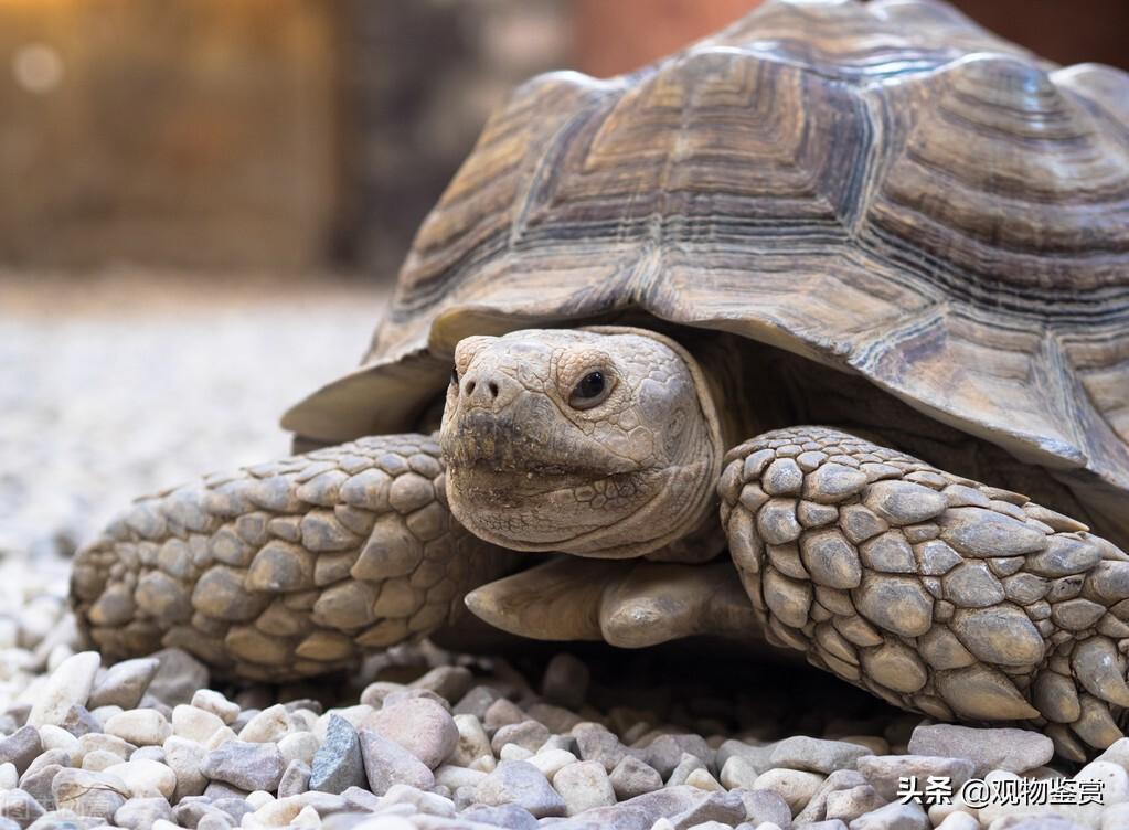 乌龟的寿命是多少年？乌龟的寿命最长能活到多少岁？