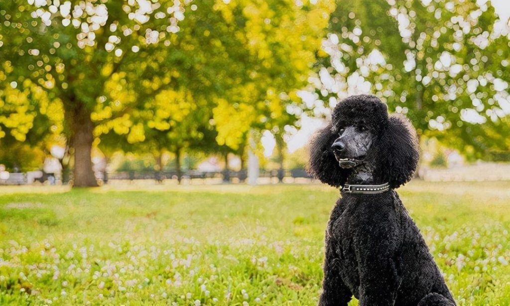 贵宾犬和泰迪的区别是什么？贵宾犬什么颜色最贵？