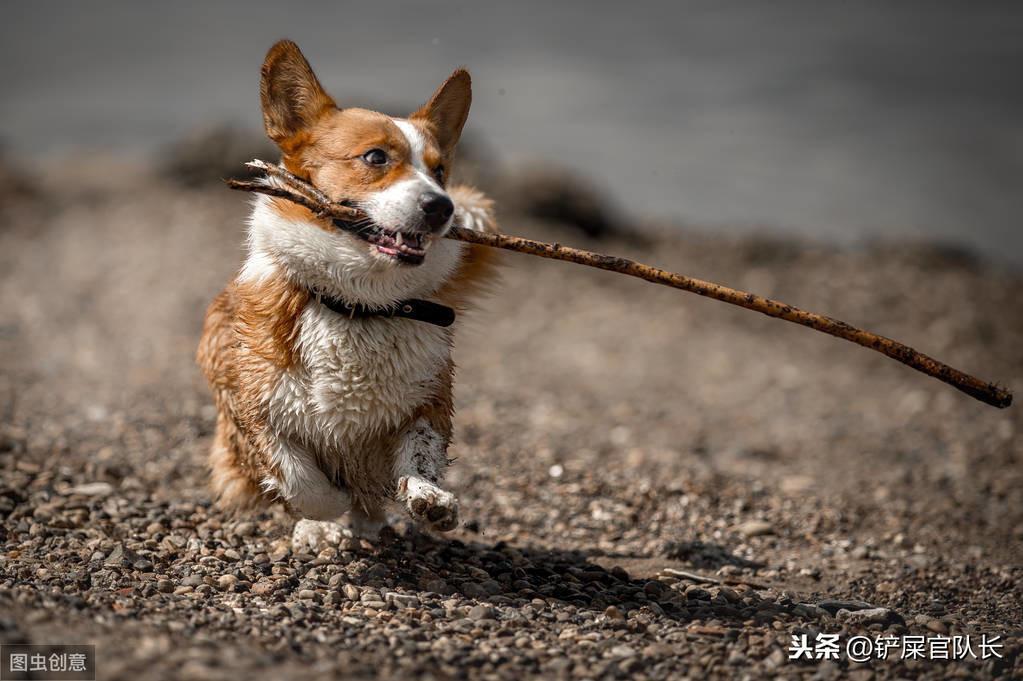 柯基犬怀孕那到底能生几只呢？一胎会5、6只