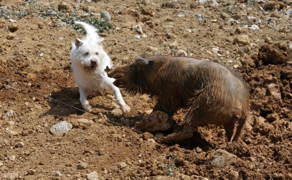 越来越少人饲养下司犬？下司犬的5大缺点，导致很多人想养也不敢养！