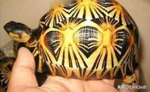 世界上珍稀的陆龟，辐射龟多少钱一只？辐射龟生存环境是怎么样的？