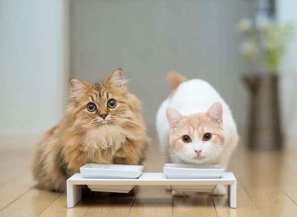猫咪除了猫粮，最适合吃的5种人食