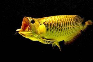 常见的几种观赏鱼的寿命大概有多久？