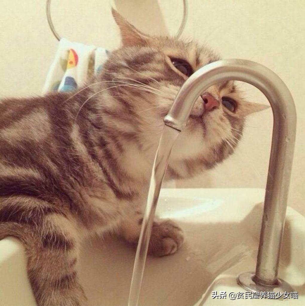 猫咪只吃猫罐头就可以不用喝水了吗？吃干粮需要补充多少水？