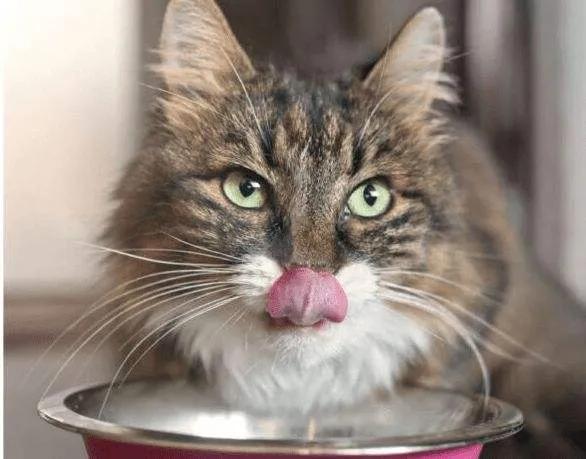 猫咪猫粮每天喂多少？吃的好才能健康