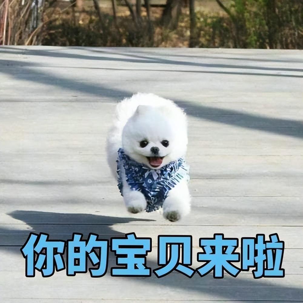 有什么会影响博美犬的价格？有的价格为什么差别会这么大？