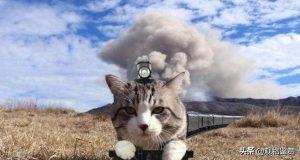 火车上是否让人带猫？火车上带猫发现了会罚款吗？
