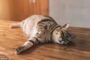 猫咪也会得糖尿病吗？猫咪患上糖尿病有哪些症状？